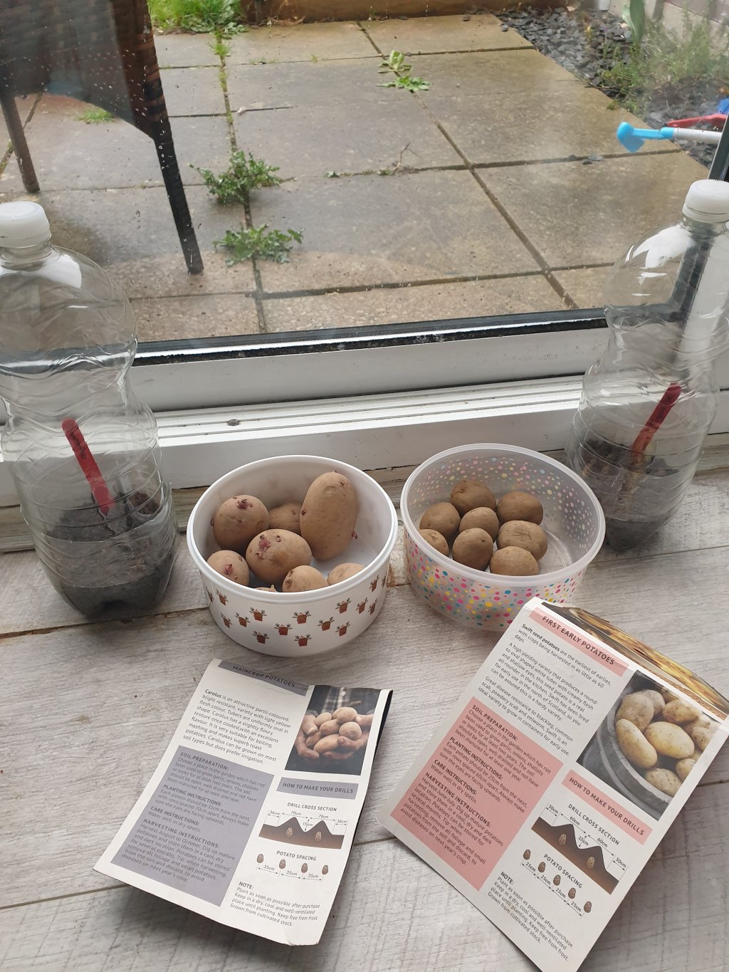 Chitting potatoes and sowing more tomatoes 🍅🌱